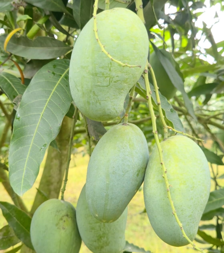আম্রপালি