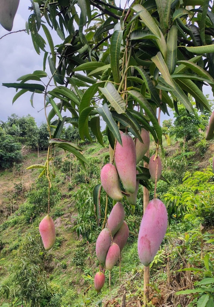 হিমসাগর আম