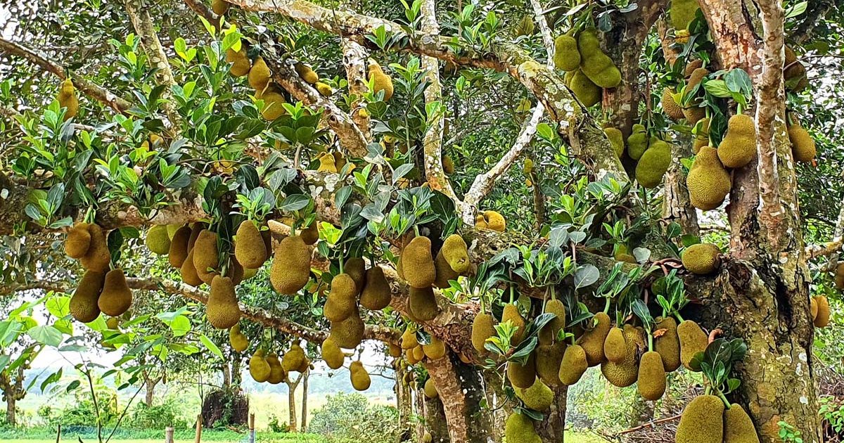 পাহাড়ি কাঁঠাল