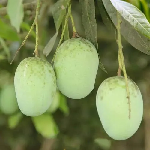 ল্যাংড়া আম