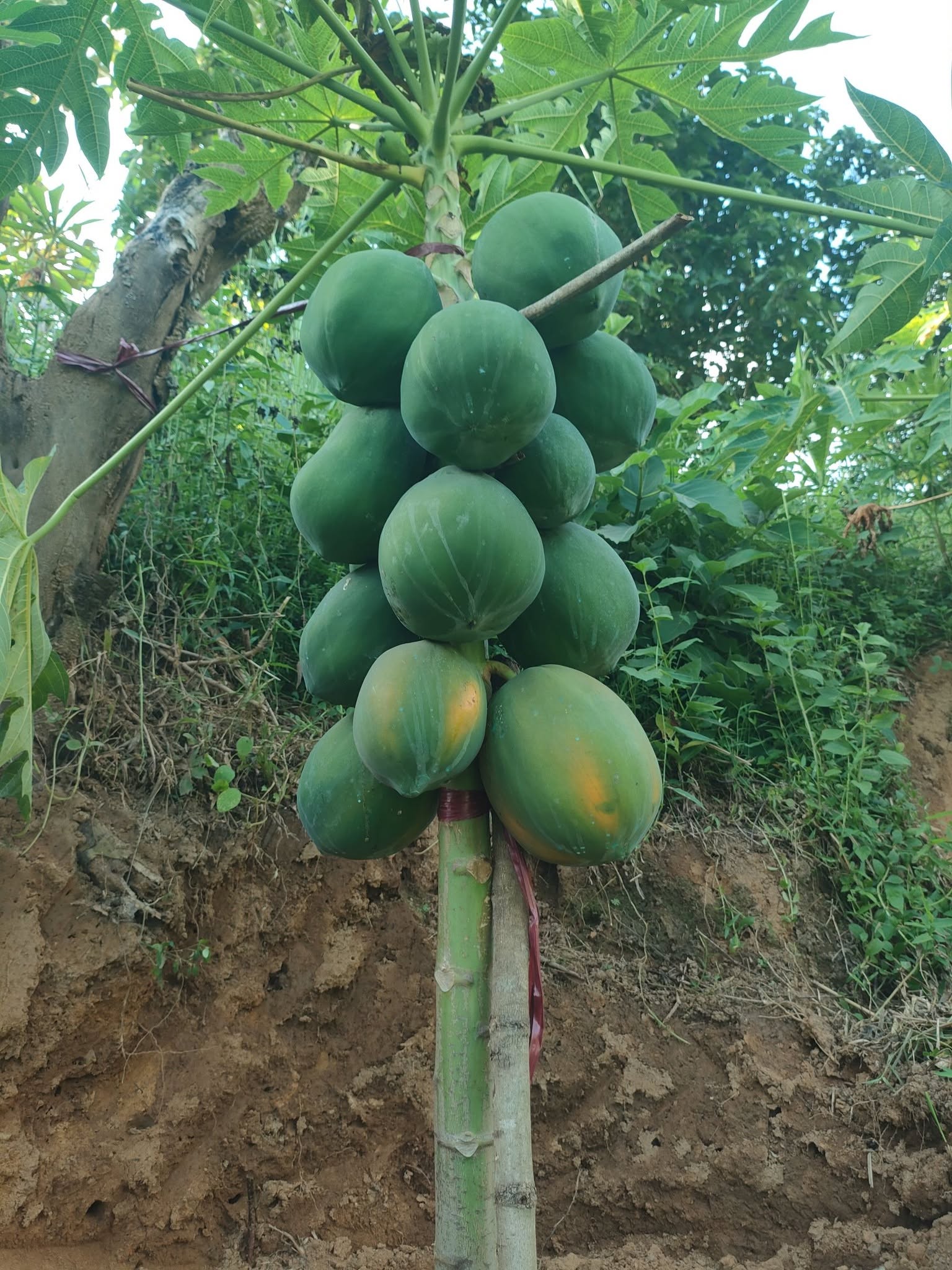পাহাড়ি পেঁপে
