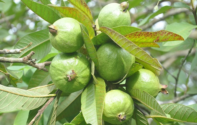 পাহাড়ি পেয়ারা